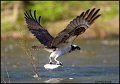 _0SB7705 osprey catching fish